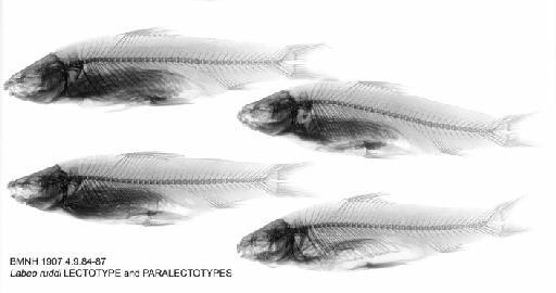 Labeo ruddi Boulenger, 1907 - BMNH 1907.4.9.84-87 - Labeo ruddi LECTOTYPE and PARALECTOTYPES Radiograph