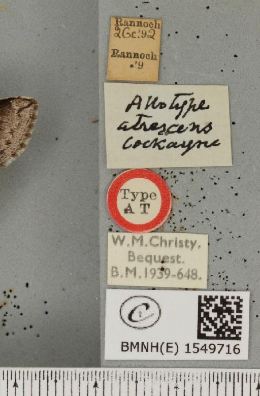 Achlya flavicornis scotica ab. atrescens Cockayne, 1951 - BMNHE_1549716_label_239334