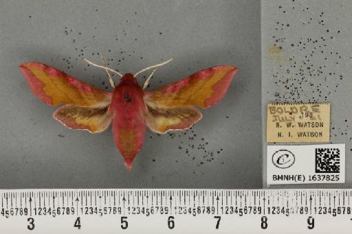 Deilephila porcellus (Linnaeus, 1758) - BMNHE_1637825_206845