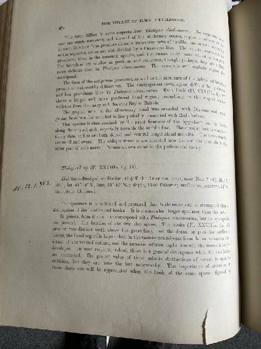 Pista sombreriana McIntosh, 1885 - Challenger Polychaete Scans of Book 298
