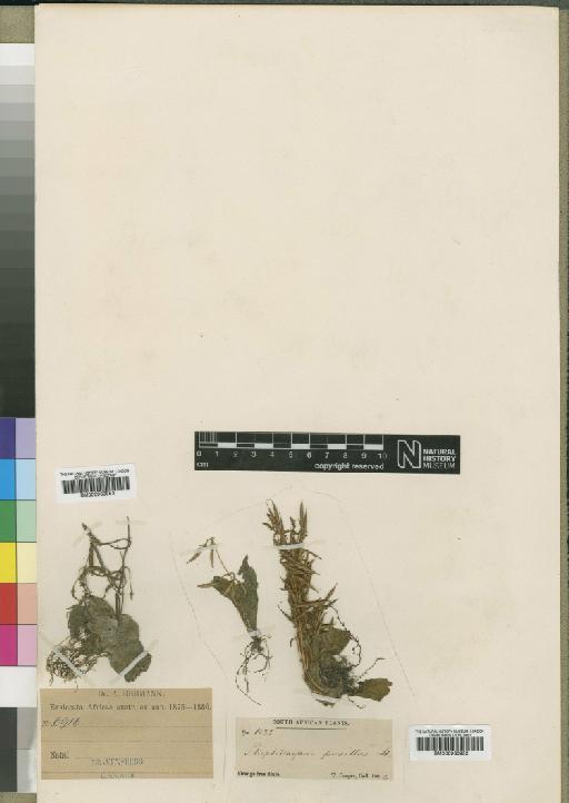 Streptocarpus pusillus - BM000930953