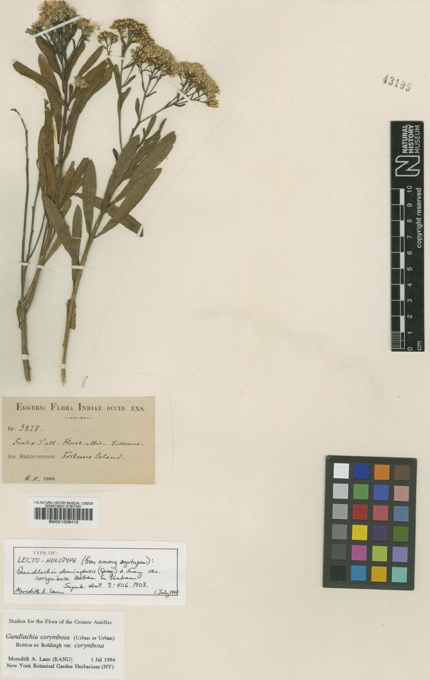 To NHMUK collection (Gundlachia corymbosa (Urb.) Britton ex Bold.; Lectotype; NHMUK:ecatalogue:609359)