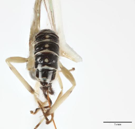 Lycorina sanabriai Gauld, I.D., 1997 - 016200566_Lycorina_sanabriai_PT_Dorsal_abdomen_5x_c