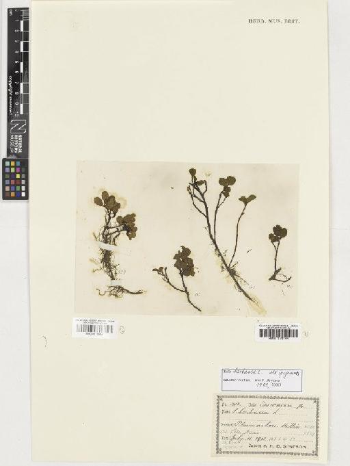 Salix herbacea L. - BM001074196
