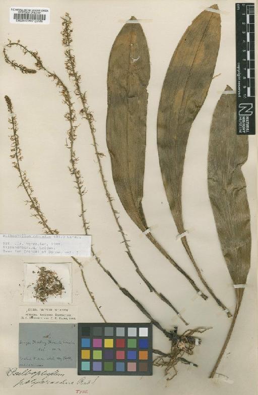 Bulbophyllum odoratum (Blume) Lindl. - BM000517297