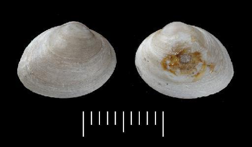 Mactra amygdala Crosse & Fischer, 1864 - 1870.10.26.22b
