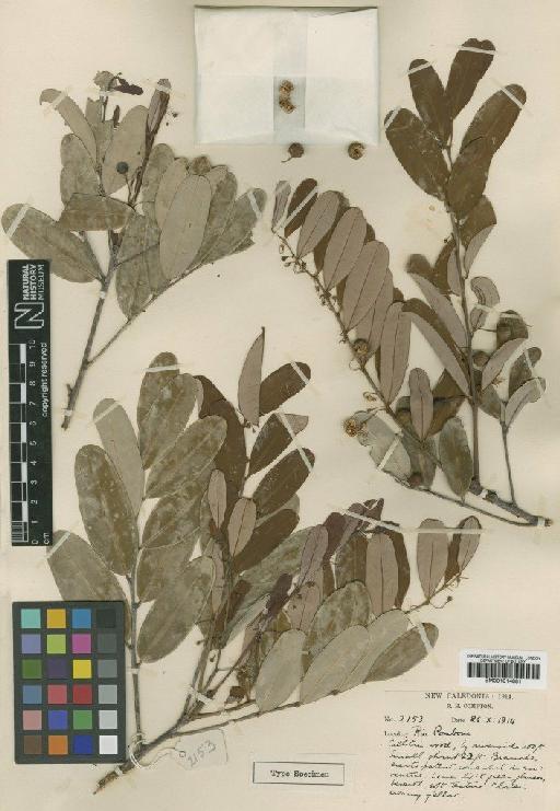 Phyllanthus castus S.Moore - BM001014881