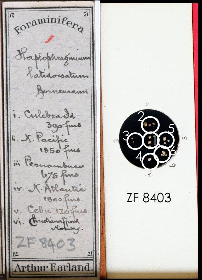 To NHMUK collection (Haplophragmium latidorsatum (Bornemann, 1855); NHMUK:ecatalogue:9143536)