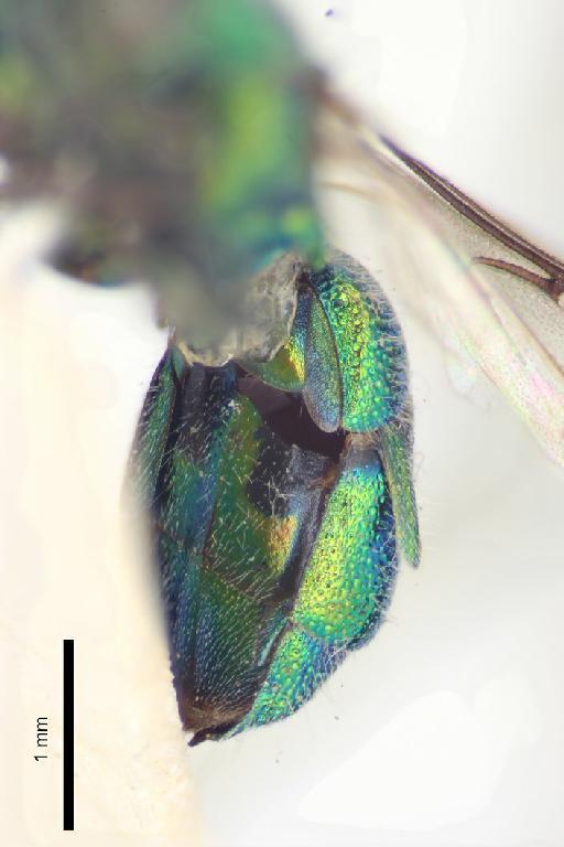 Chrysis lama Mocsary, A., 1914 - Chrysis_lama-BMNH(E)#970892_type-ventral-3_2X