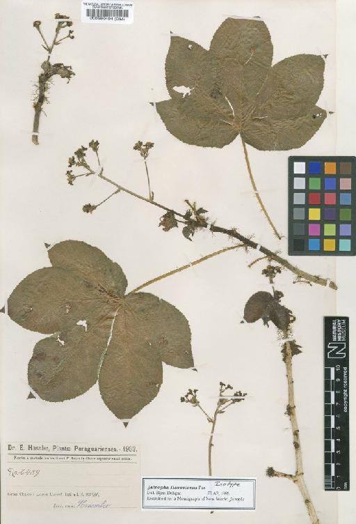 Jatropha flavovirens Pax & K.Hoffm. - BM000590494