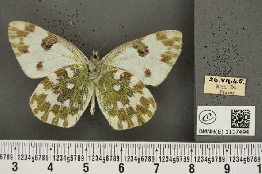 Pontia daplidice (Linnaeus, 1758) - BMNHE_1117494_68936