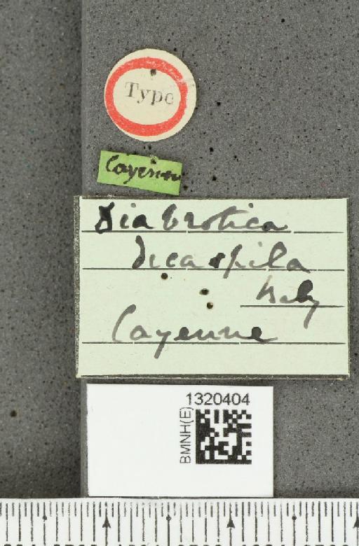 Diabrotica decaspila Baly, 1890 - BMNHE_1320404_label_17750