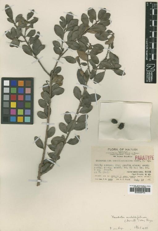 Xantolis embeliifolia (Merr.) P.Royen - BM000997176