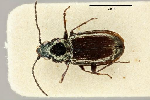 Bembidion (Testediolum) validum Netolitzky, 1920 - 2017-03-19 16-25-56 (C)-Bembidion-validum-NHMUK010580448