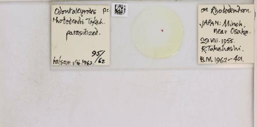 Pealius rhododendrae Takahashi, 1935 - 013488217_117725_1092324_157806_NonType