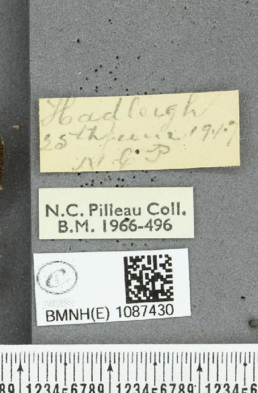 Melitaea athalia (Rottemburg, 1775) - BMNHE_1087430_label_57863