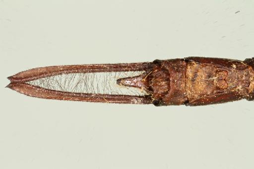 Gynacantha stevensoni Fraser, 1927 - 013461626_Gynacantha_stevensoni_Ventral_Primary_Genitalia_Holotype