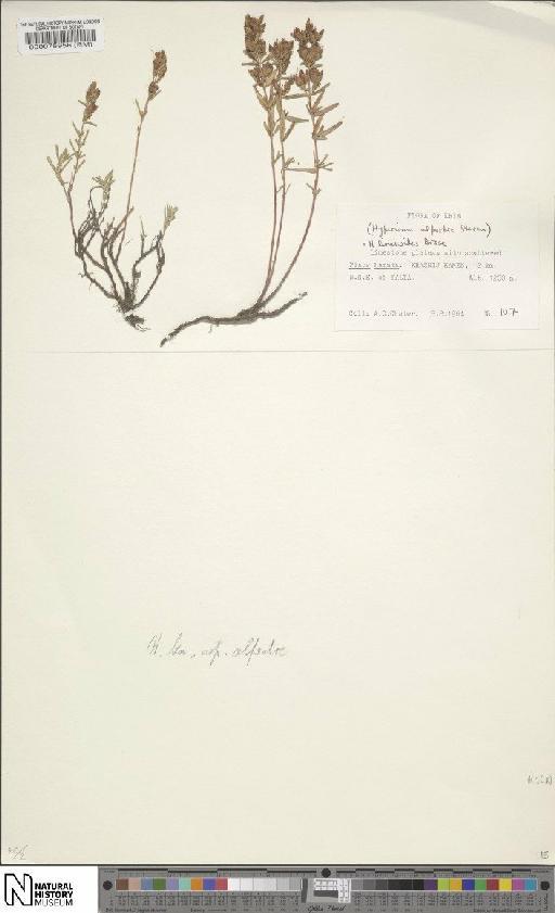 Hypericum linarioides Bosse - BM000075956