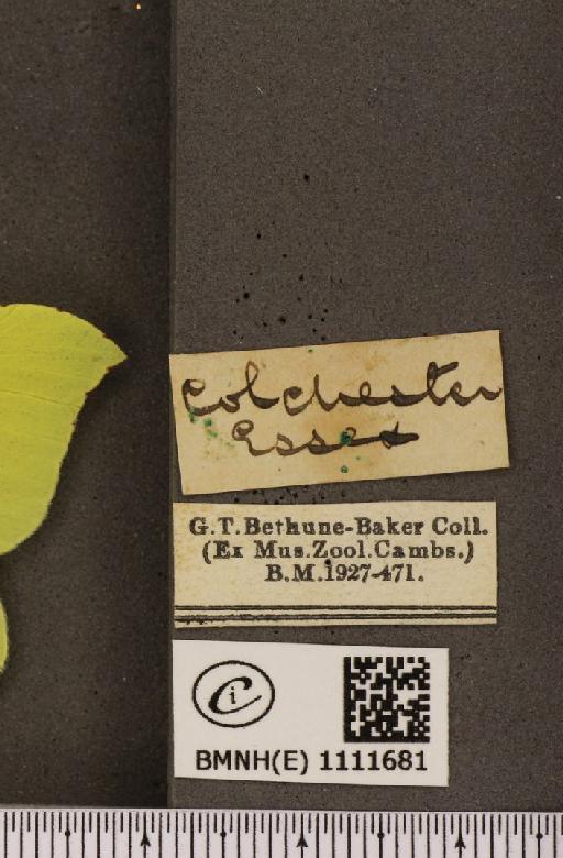 Gonepteryx rhamni rhamni Linnaeus, 1758 - BMNHE_1111681_label_65298