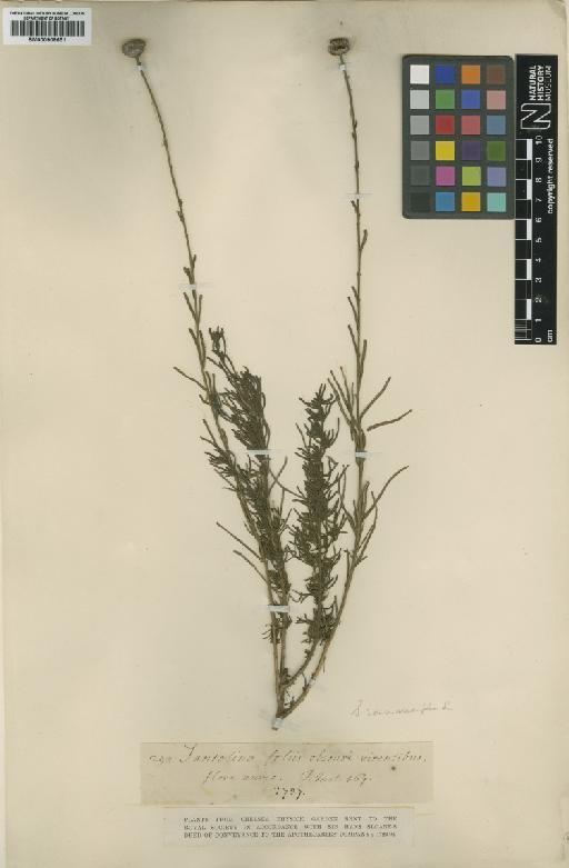 Santolina rosmarinifolia - BM000909651