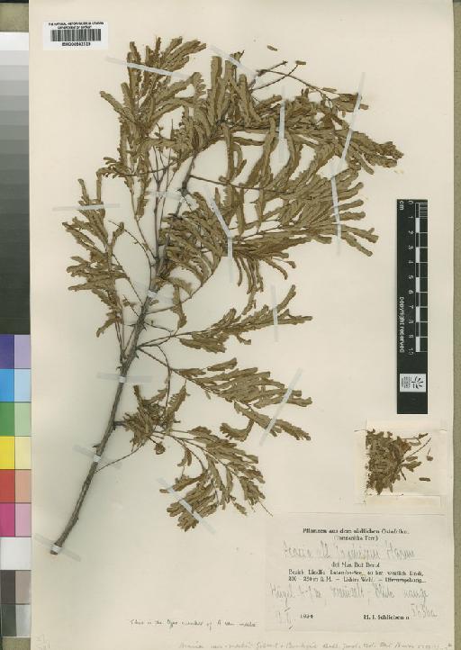 Acacia goetzei var. microphylla Brenan - BM000842129