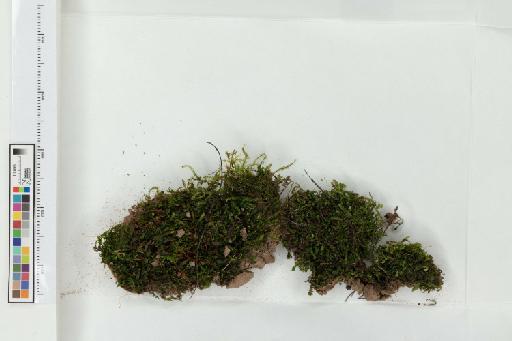 Fissidens taxifolius Hedw. - 013779832_a