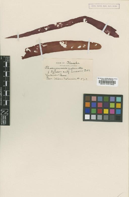 Rhodymenia palmata f. inearis Setch. & N.L.Gardner - BM000561809