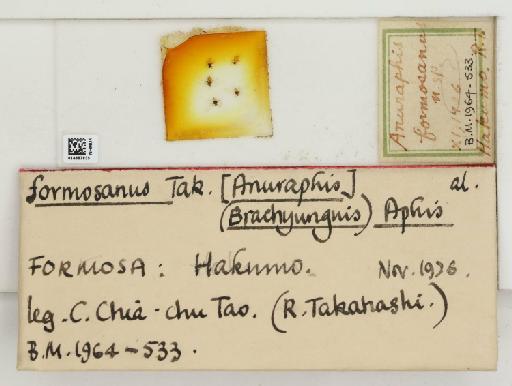 Aphis (Protaphis) formosanus Takahashi, 1927 - 014867835_112545_1093149_157795_Type