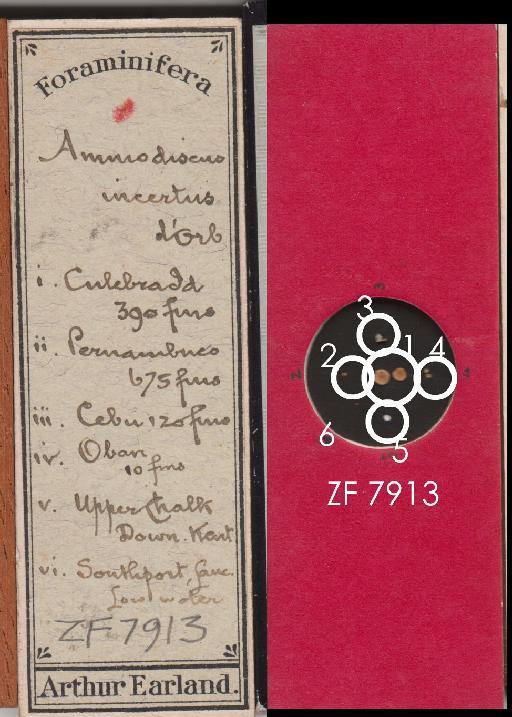 Ammodiscus incertus (d'Orbigny 1839) - ZF 7913.tif