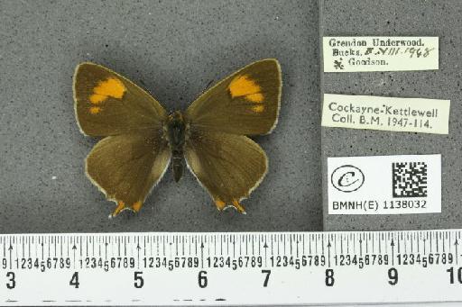 Thecla betulae ab. restricta-lineata Tutt, 1907 - BMNHE_1138032_95092