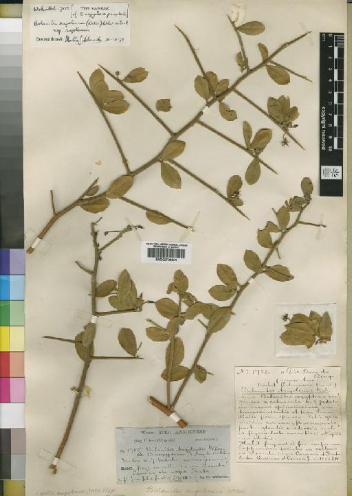 Balanites angolensis (Welw.) Mildbr. & Schltr. - BM000798501