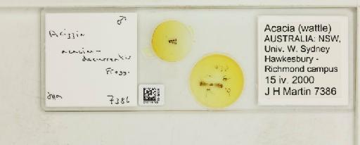 Acizzia acaciae-decurrentis Froggatt, 1901 - 010715763_117157_1145392