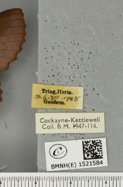 Gastropacha quercifolia ab. purpurascens Tutt, 1902 - BMNHE_1521584_label_198471