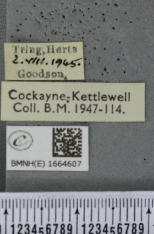 Eilema complana (Linnaeus, 1758) - BMNHE_1664607_label_288392