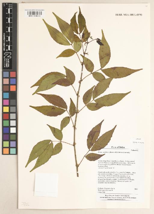 Senna undulata (Benth.) H.S.Irwin & Barneby - BM014636040