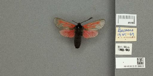 Zygaena (Mesembrynus) purpuralis purpuralis (Brünnich, 1763) - 015189928_additional