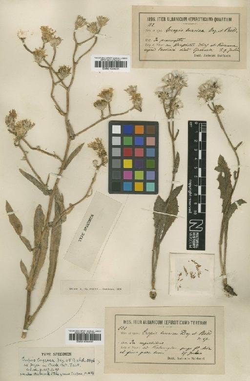 Crepis turcica Degen & Bald. - BM001050561