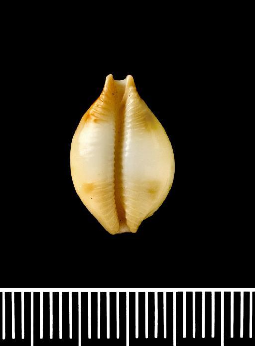 Cypraea (Pustularia) bistrinotata keelingensis Schilder & Schilder, 1940 - 1909.6.12.55-56c