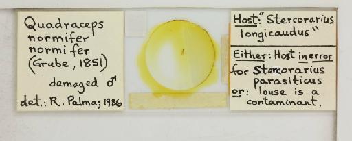 Quadraceps normifer parvipallidus Eichler, 1951 - 010688014_reverse