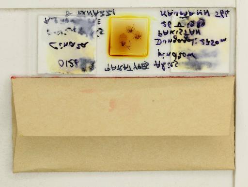 Cinara antennalis Remaudiere & Binazzi, 2003 - 015321049_additional