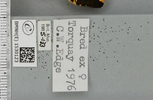 Euplagia quadripunctaria (Poda, 1761) - BMNHE_1530123_label_209017