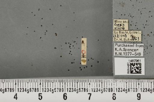 Liriomyza taraxaci Hering, 1927 - BMNHE_1487961_51801