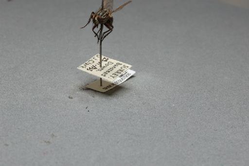 Sarcophaga (Bellieriomima) subulata Pandelle, 1896 - 015087958_additional_3