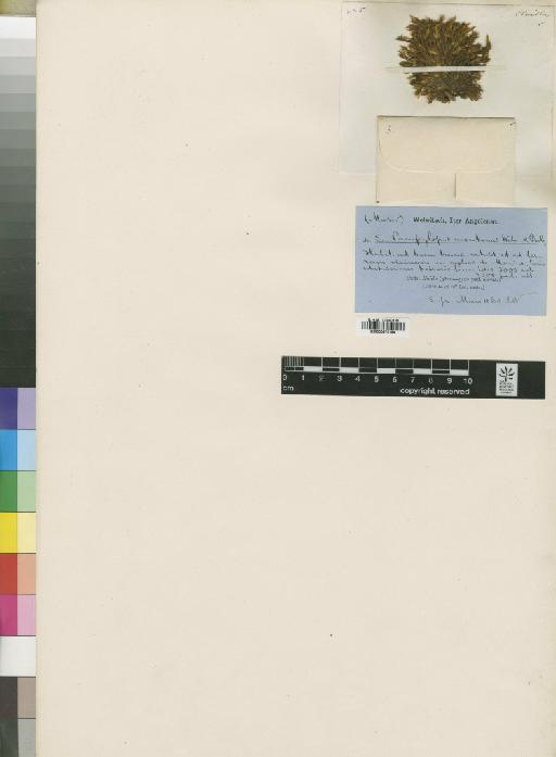 Campylopus savannarum (Müll.Hal.) Mitt. - BM000870184_a