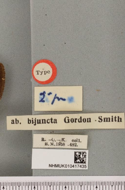 Arctia caja ab. bijuncta Smith, 1953 - NHMUK_010417435_a_label_529883