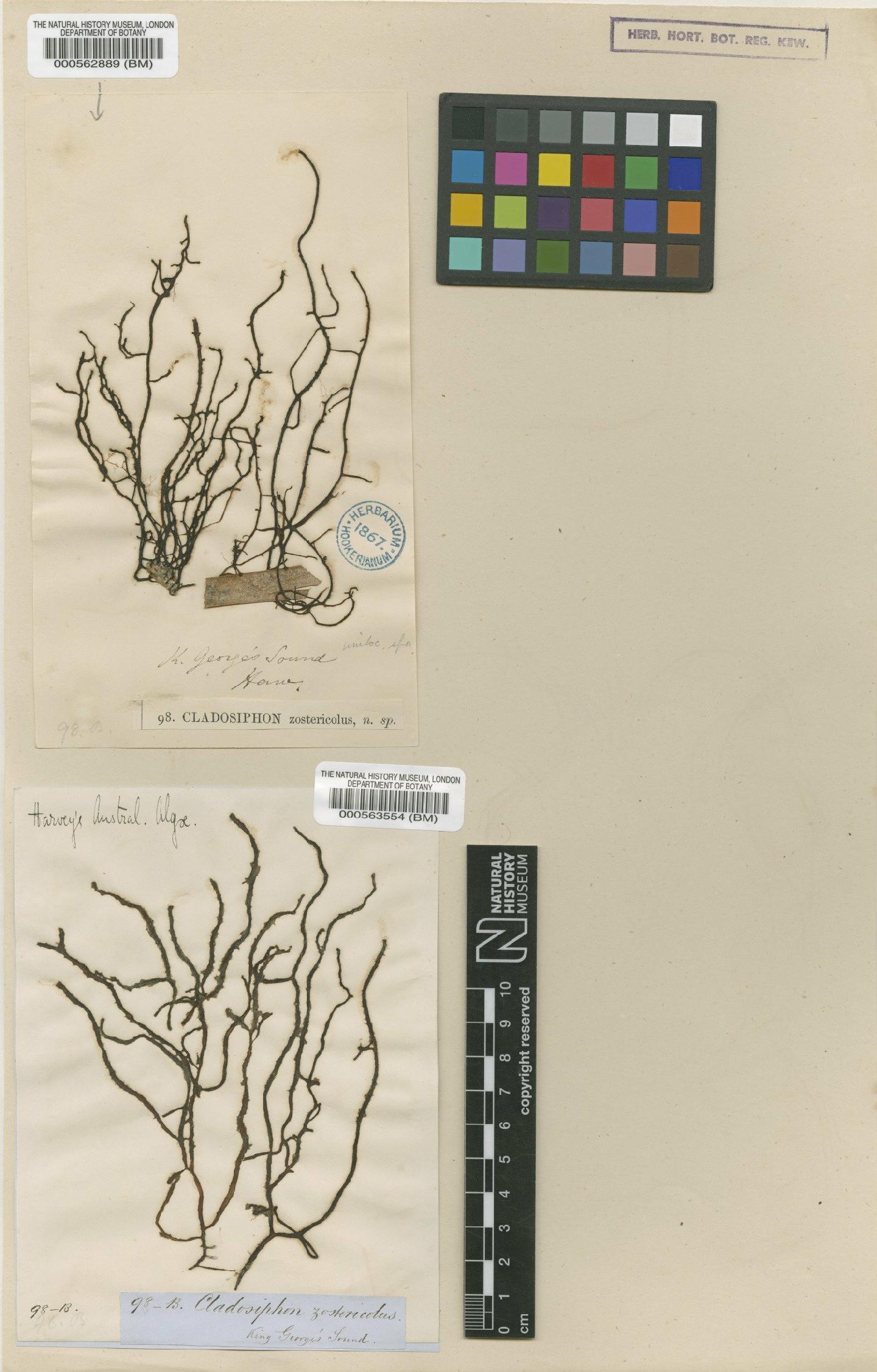 To NHMUK collection (Polycerea zostericola (Harv. ex Kütz.) Kylin; Isotype; NHMUK:ecatalogue:4723218)