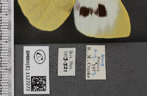 Pieris brassicae ab. fasciata Kiefer, 1918 - BMNHE_1127272_label_84410