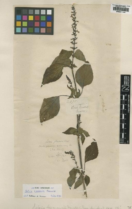 Salvia seemannii Fernald - BM000811294