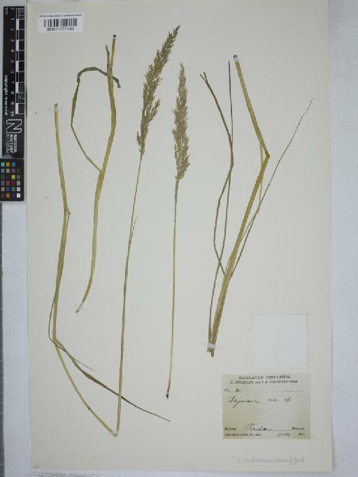 Calamagrostis scabrescens Griseb. - 011029149