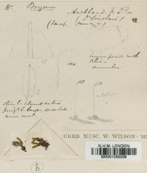 Bryum laevigatum Hook.f. & Wilson - BM001086509